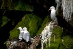 Nesting Birds on the Cliffs of Grimsey