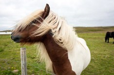 Icelandic Pony on Grimsey