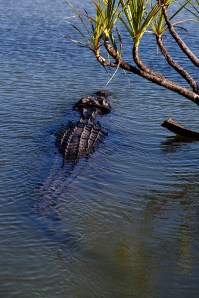 Kakadu Saltie Swimming