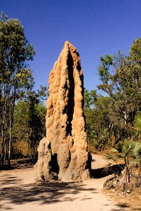 Termite Mound LitchfieldNP