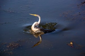 Darter on Yellow Waters
